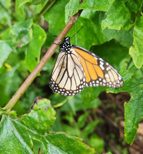 mAriposa monarca1