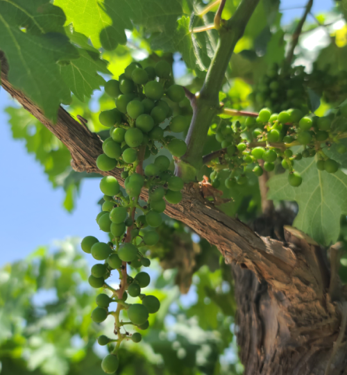 viñedos2